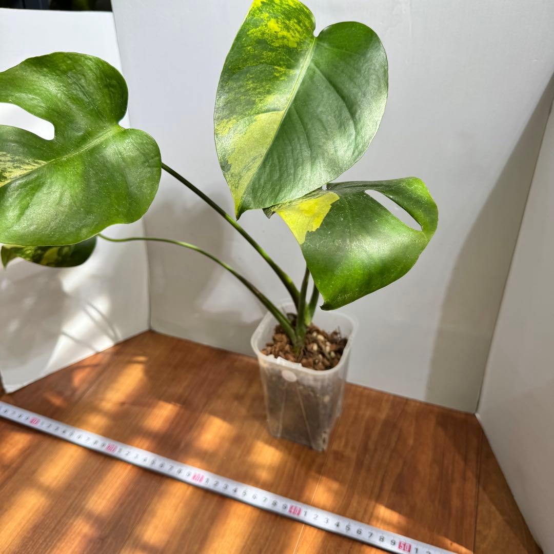 お得セット　モンステラデリシオーサ　イエローマリリン&ホワイトモンスター