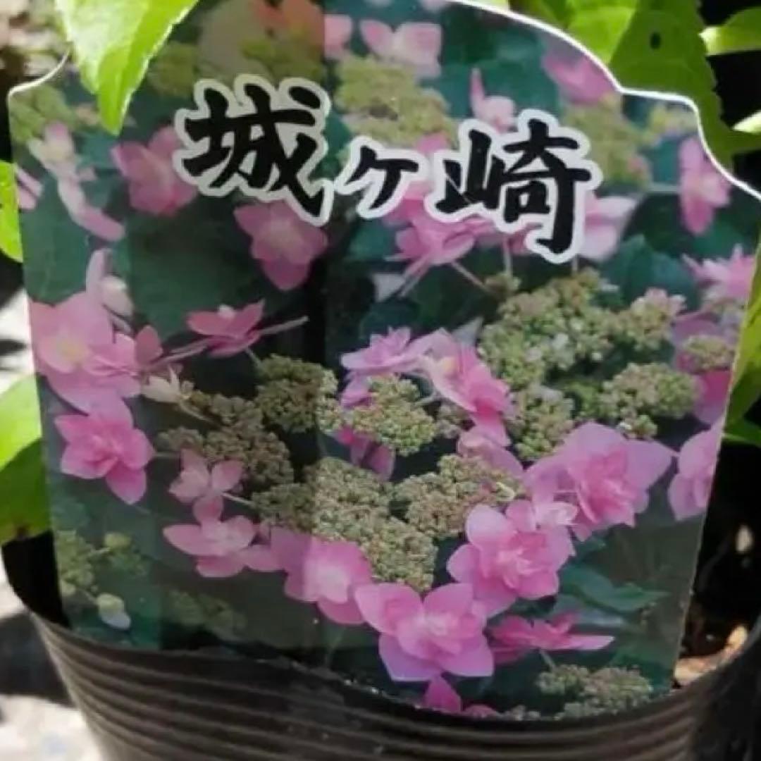 紫陽花カット枝5本 メルカリ便発送致します！