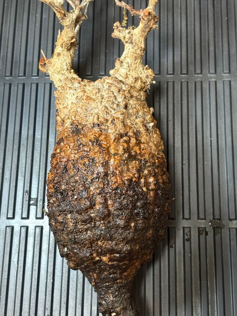 m*9様 オペルクリカリア パキプス ベアルート 現地発根株