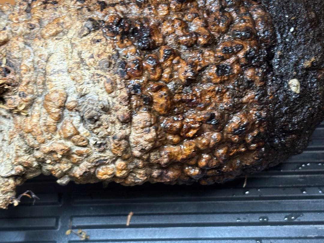 m*9様 オペルクリカリア パキプス ベアルート 現地発根株