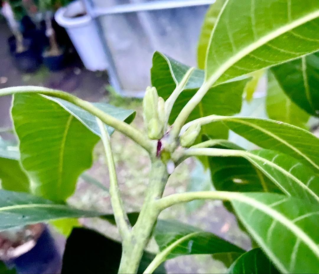 くろキーツマンゴー苗　【特選　接木】半耐寒性