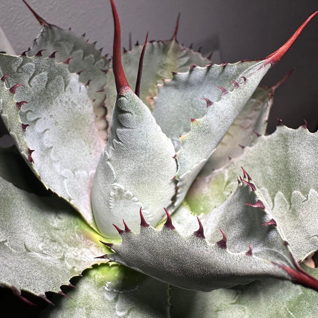 トラしっぽ様おまとめ専用ページになります