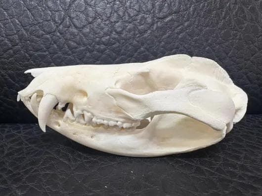 高品質 オポッサムの頭骨 ★ M サイズ