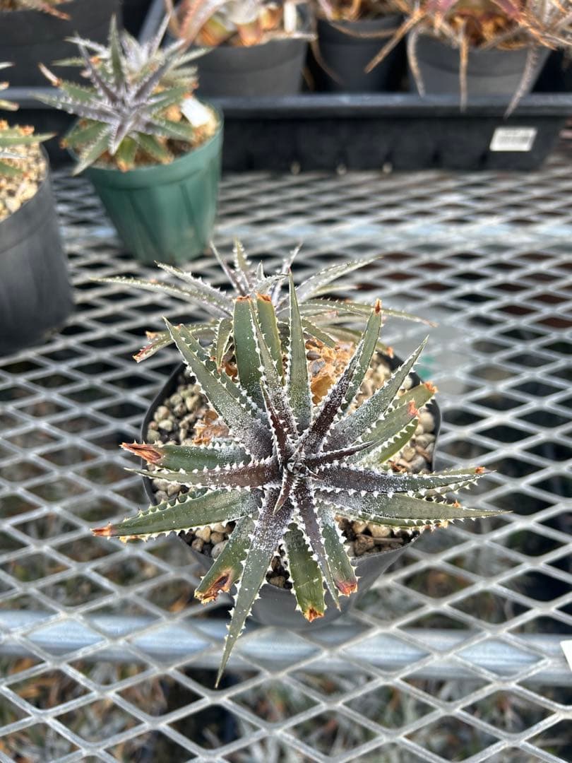 DBディッキア Dyckia Bill Baker hybrid #135