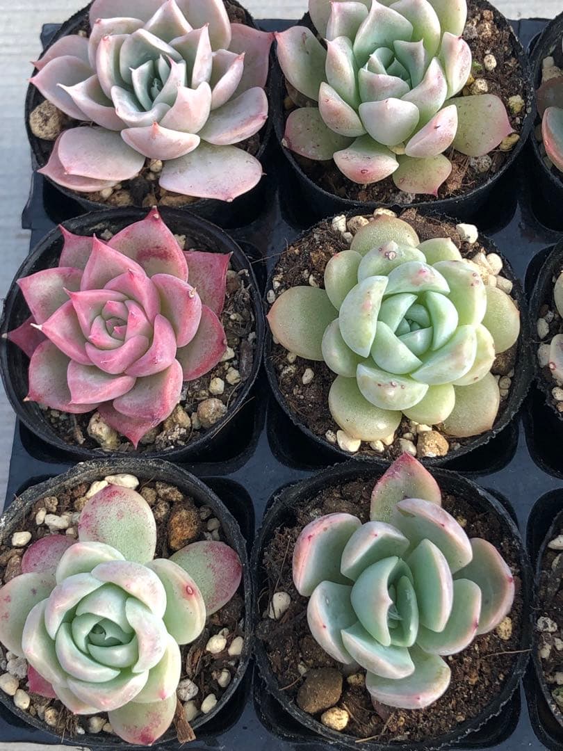 多肉植物 miyaさん苗♡小苗セット