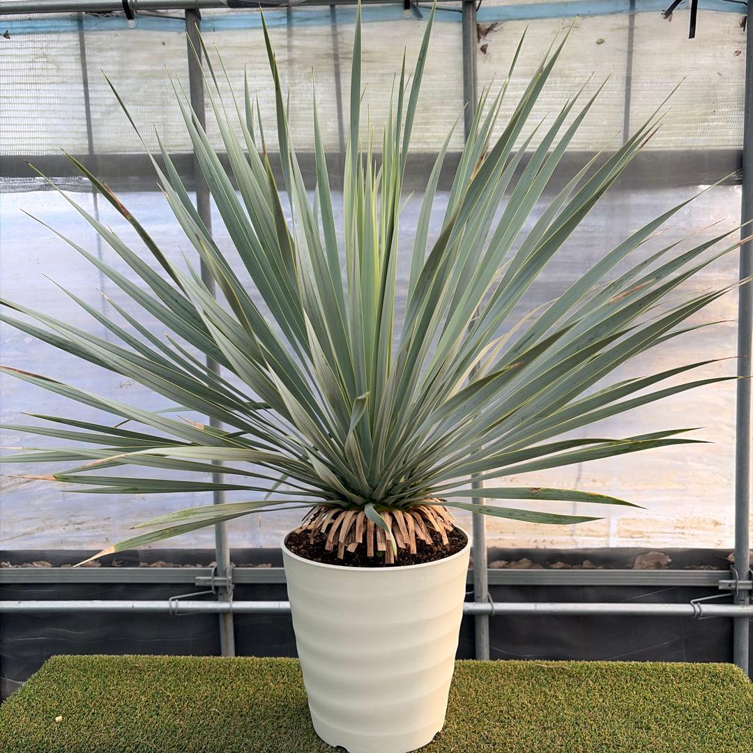 や*す様 【実生】ユッカロストラータ (7号鉢)ドライガーデン