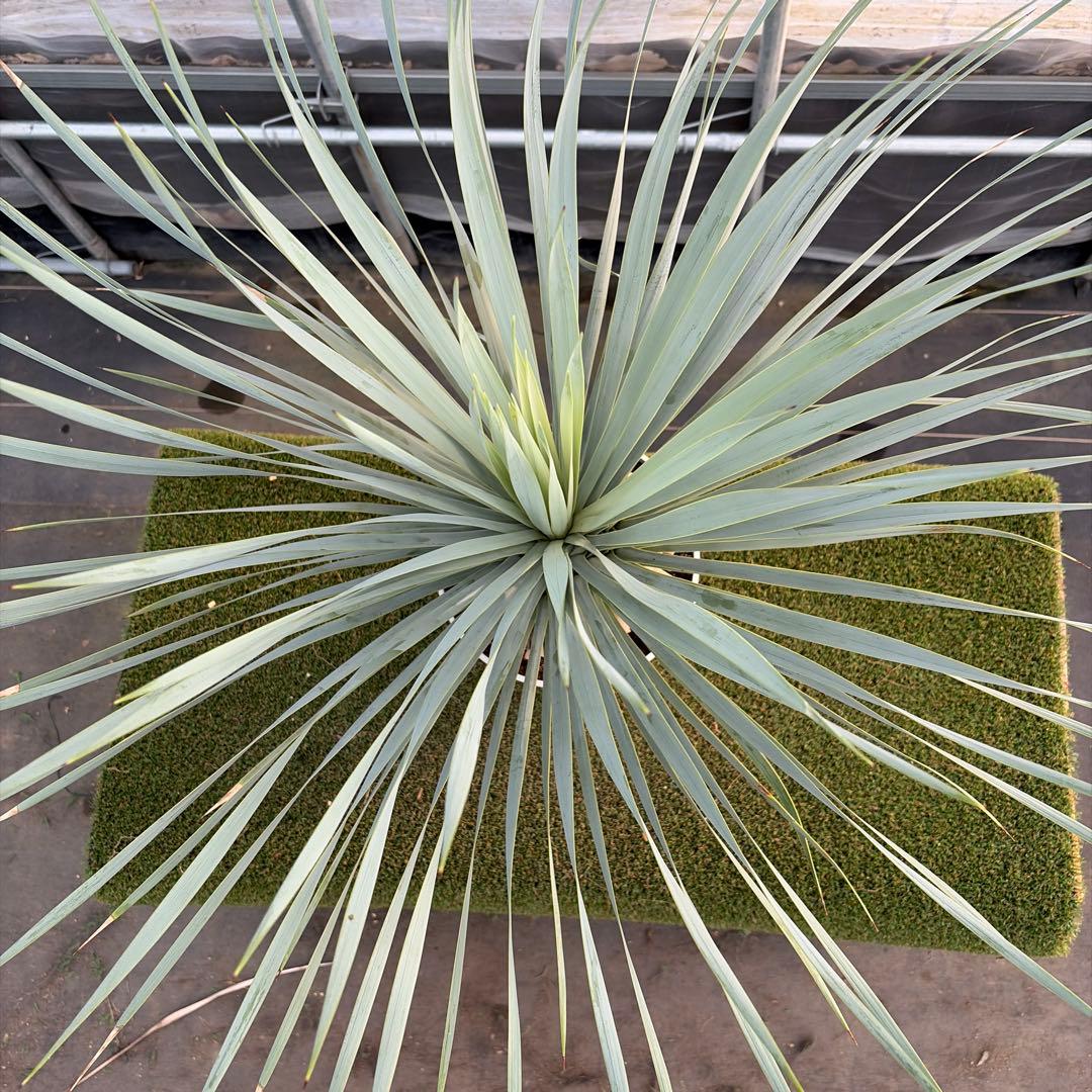 や*す様 【実生】ユッカロストラータ (7号鉢)ドライガーデン