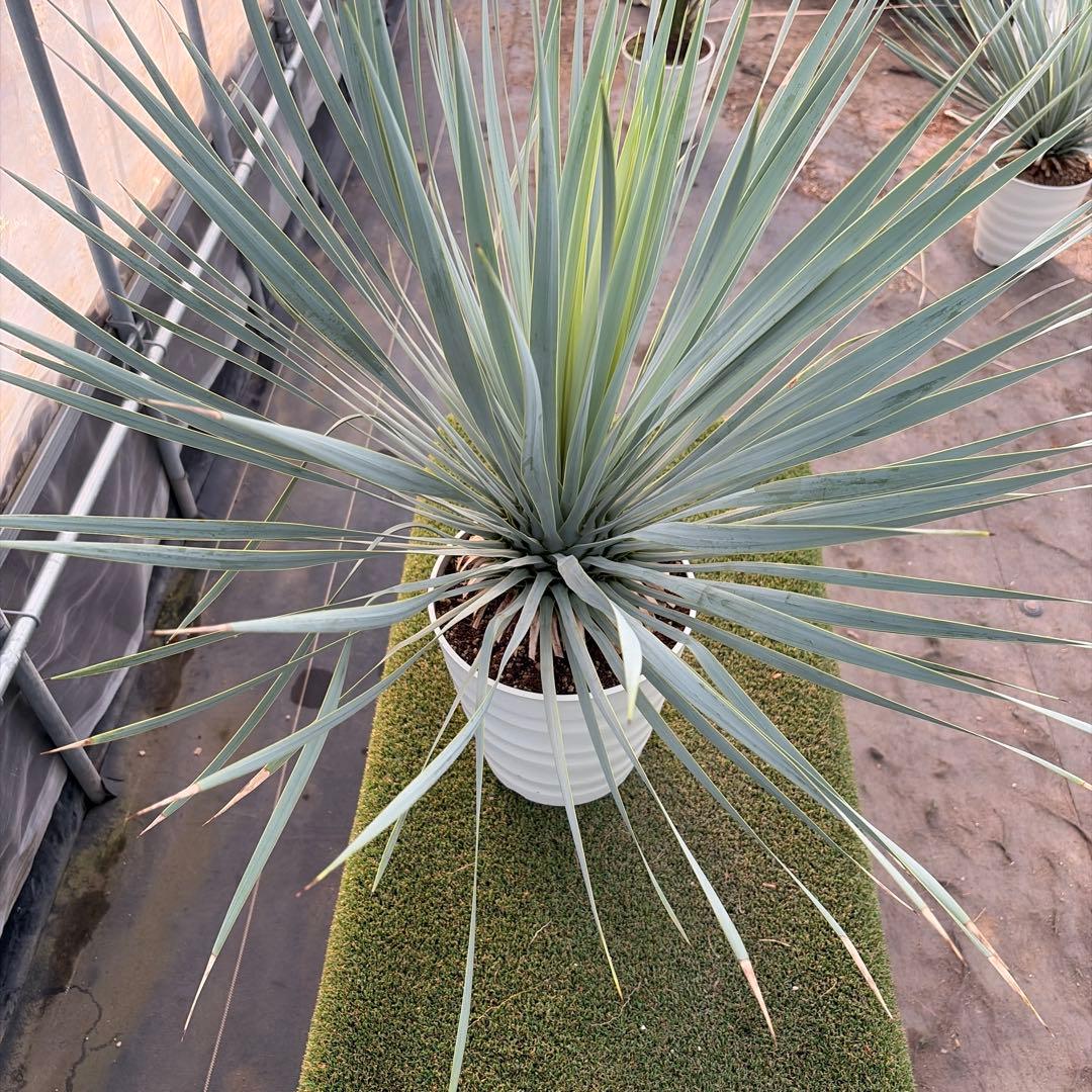 や*す様 【実生】ユッカロストラータ (7号鉢)ドライガーデン