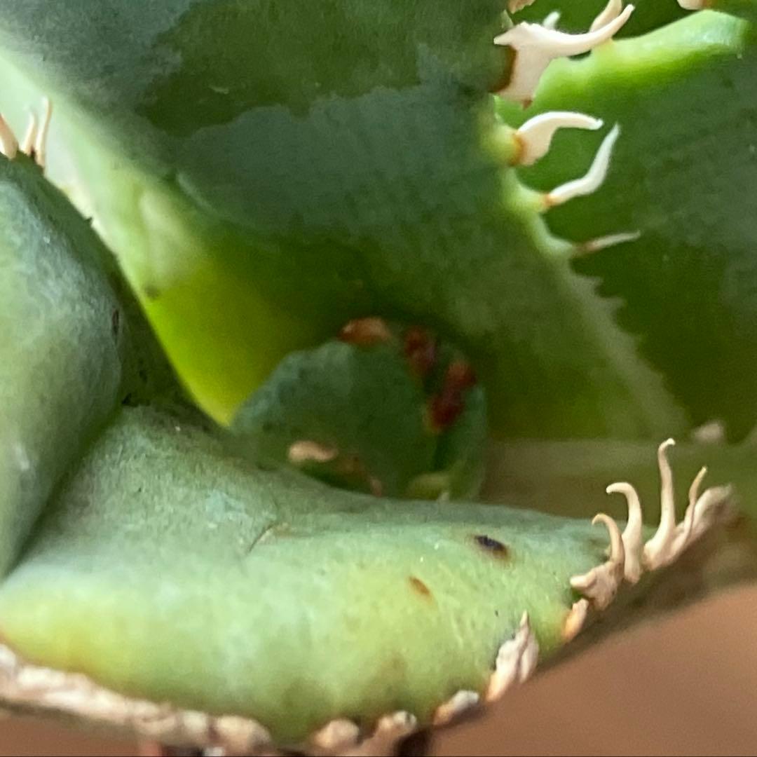 【速達】⑤子株付き　特選　太棘　アガべ　チタノタ　白豪刺　TC