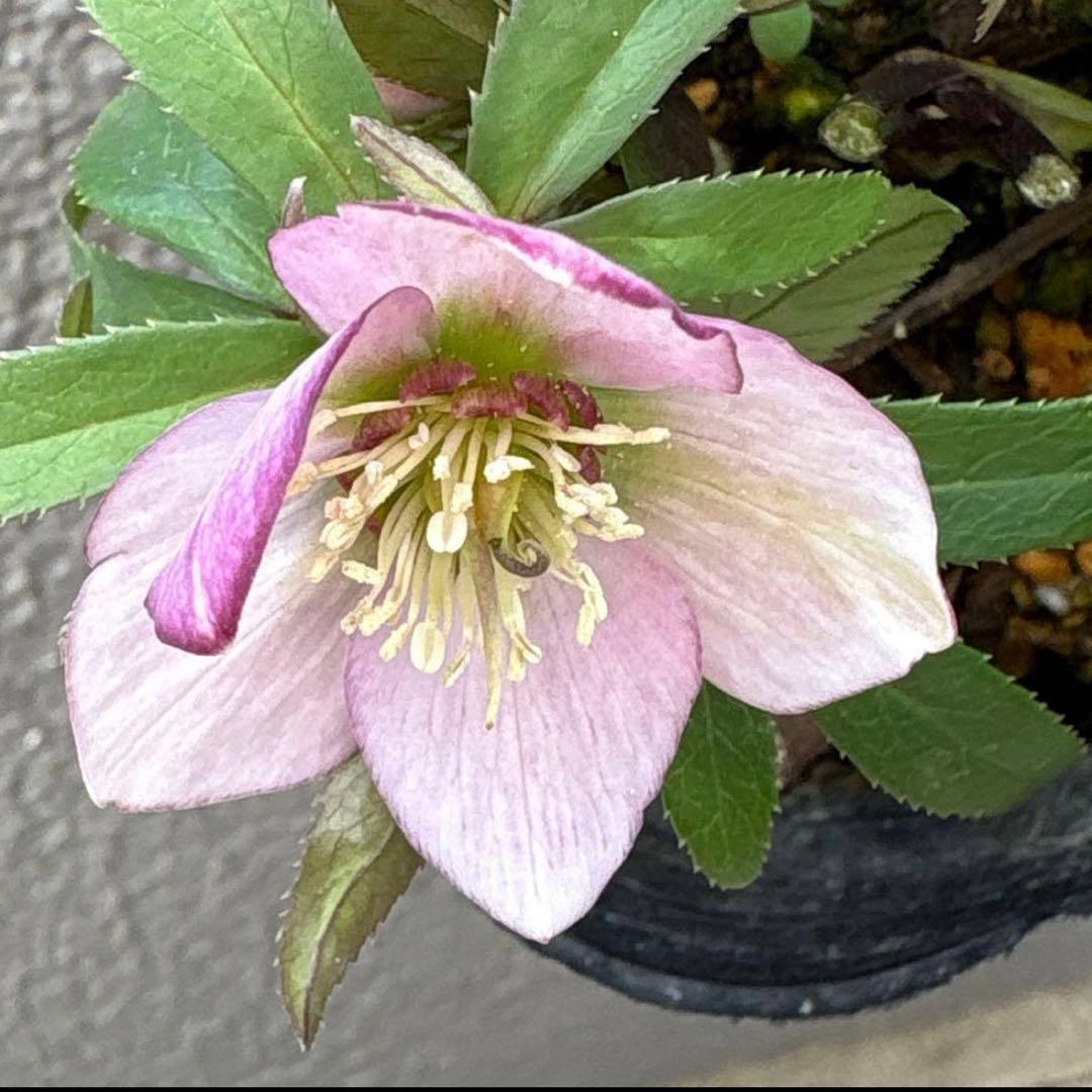 横山園芸　クリスマスローズ　ベビードール　ピコティー　ポットごと発送　蕾付き