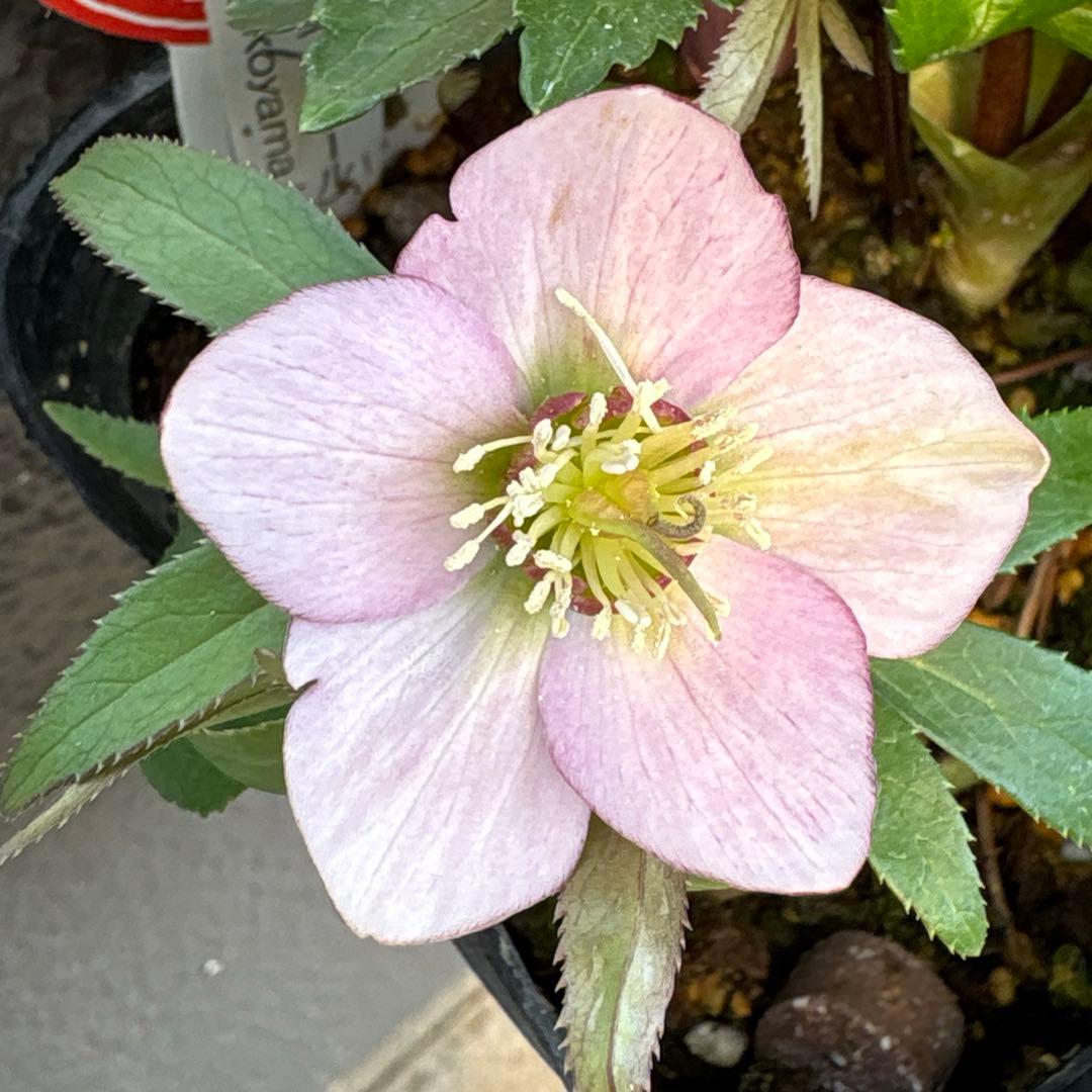横山園芸　クリスマスローズ　ベビードール　ピコティー　ポットごと発送　蕾付き