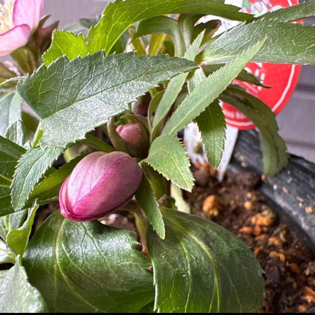 横山園芸　クリスマスローズ　ベビードール　ピコティー　ポットごと発送　蕾付き