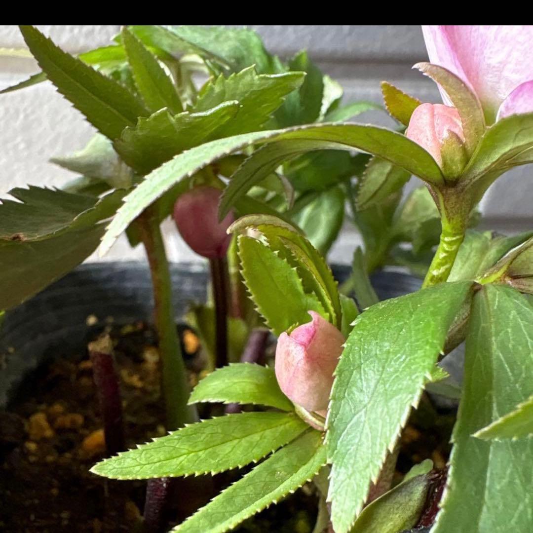 横山園芸　クリスマスローズ　ベビードール　ピコティー　ポットごと発送　蕾付き