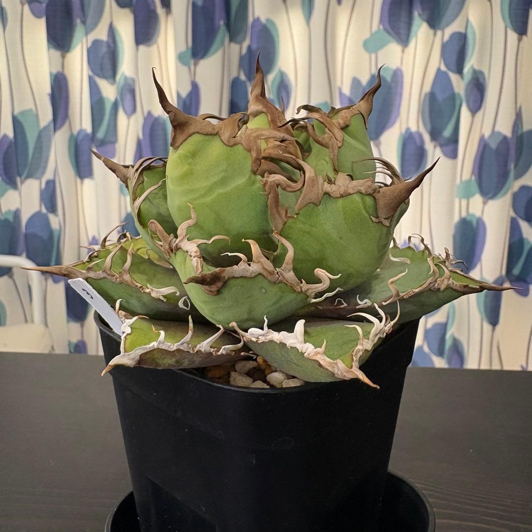 アガベ チタノタ 凱撒 シーザー Caesar③