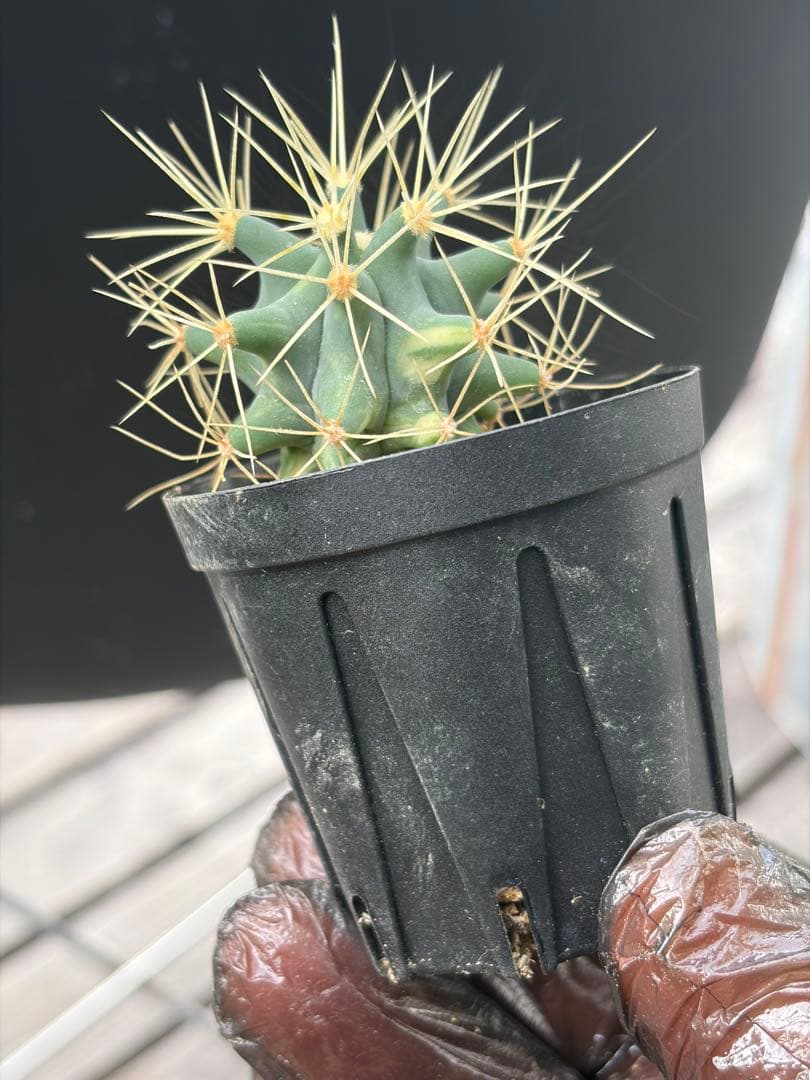 フェロカクタス王冠竜錦◇斑入りドライガーデン多肉サボテン島ハオルチア　アガベ南国