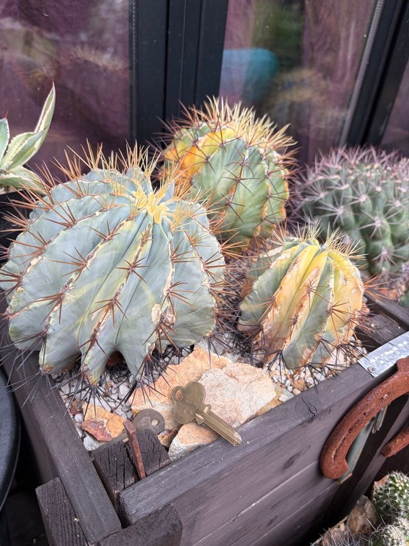 フェロカクタス王冠竜錦◇斑入りドライガーデン多肉サボテン島ハオルチア　アガベ南国