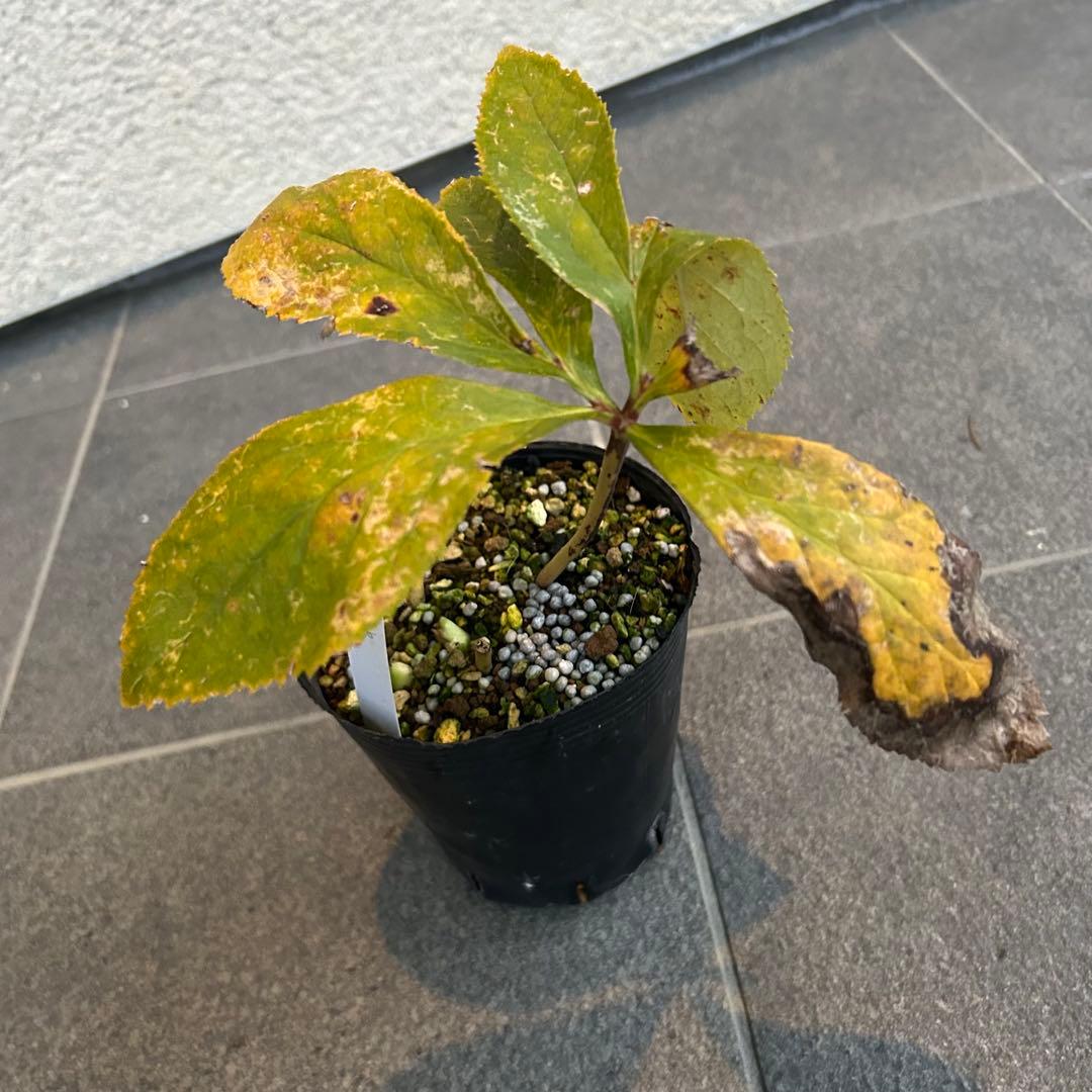 クリスマスローズ 開花実績株 DDレインボーhyb