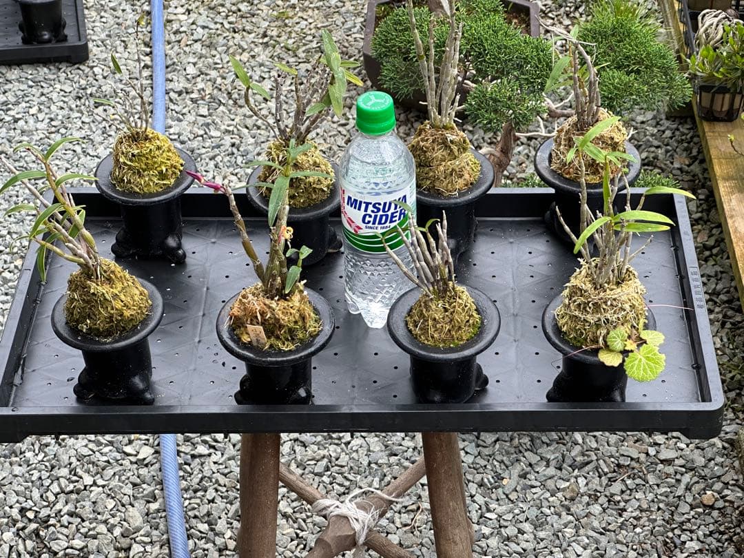 セッコク 長生蘭 35鉢 フダ落ち