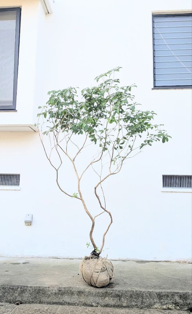 山採りアセビ株。