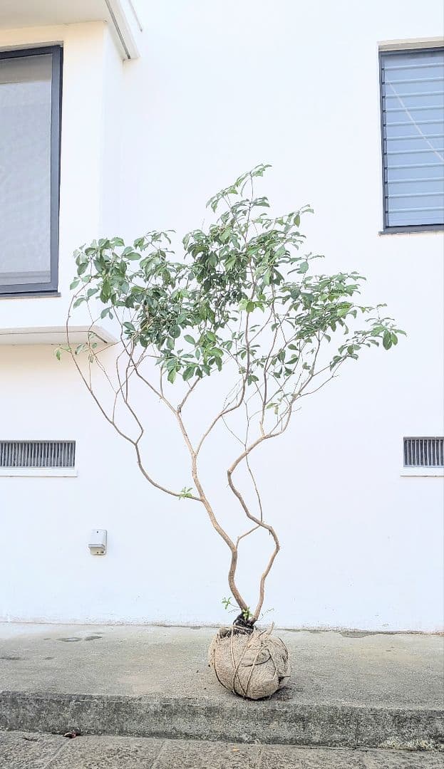 山採りアセビ株。