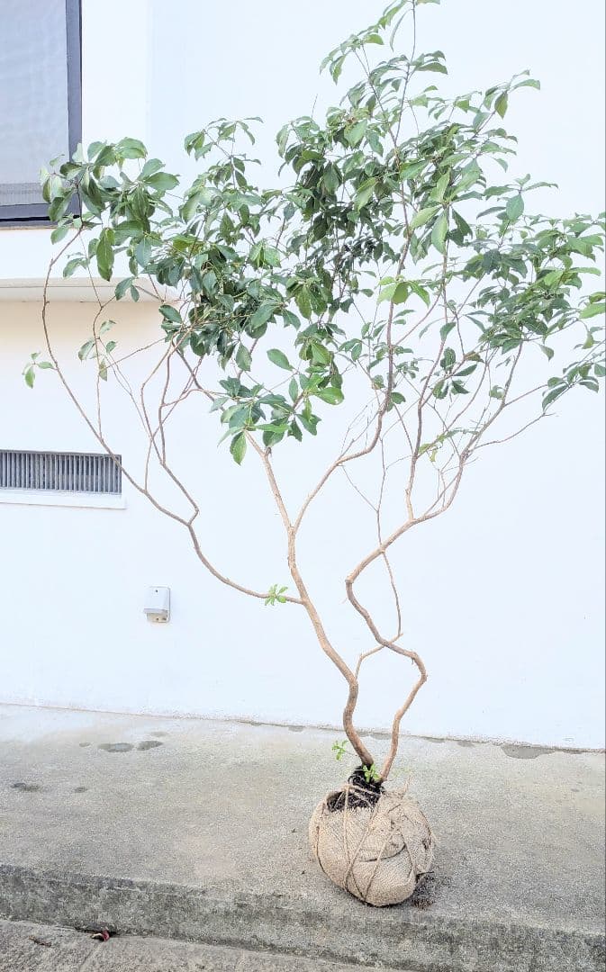 山採りアセビ株。