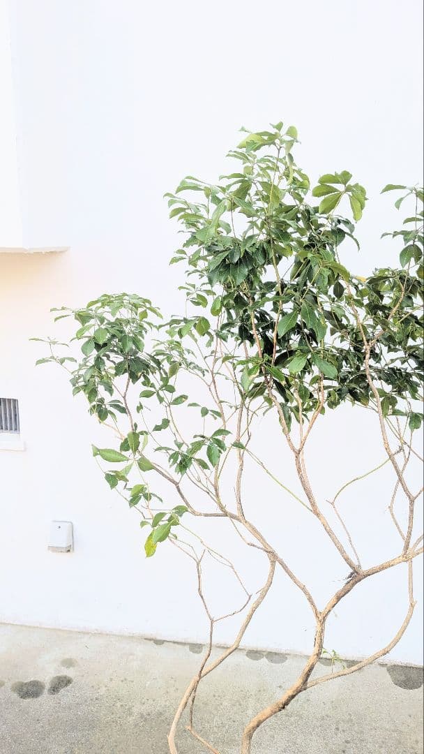 山採りアセビ株。