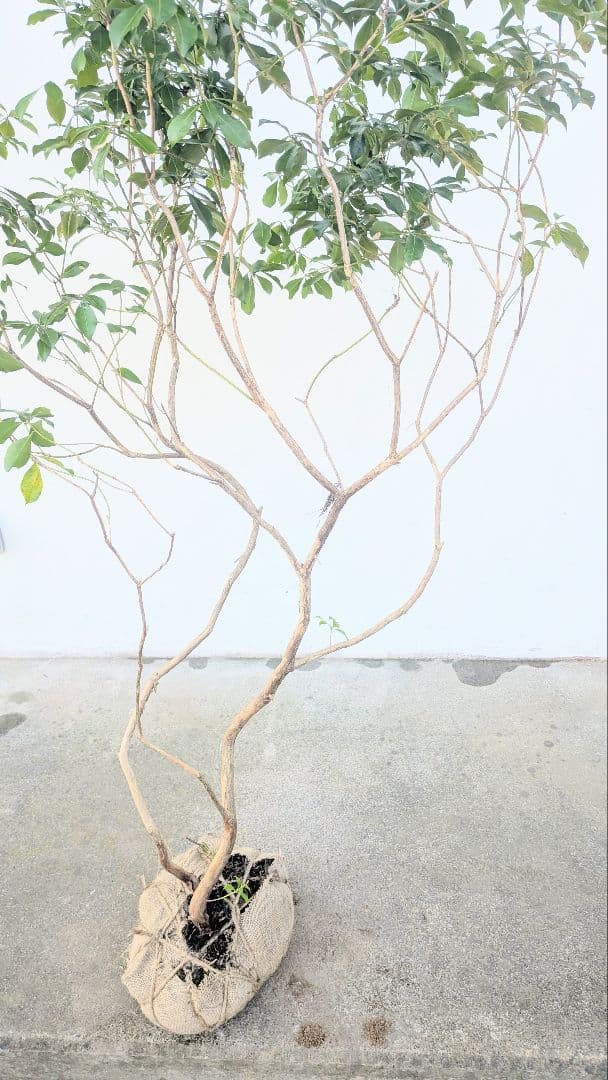 山採りアセビ株。