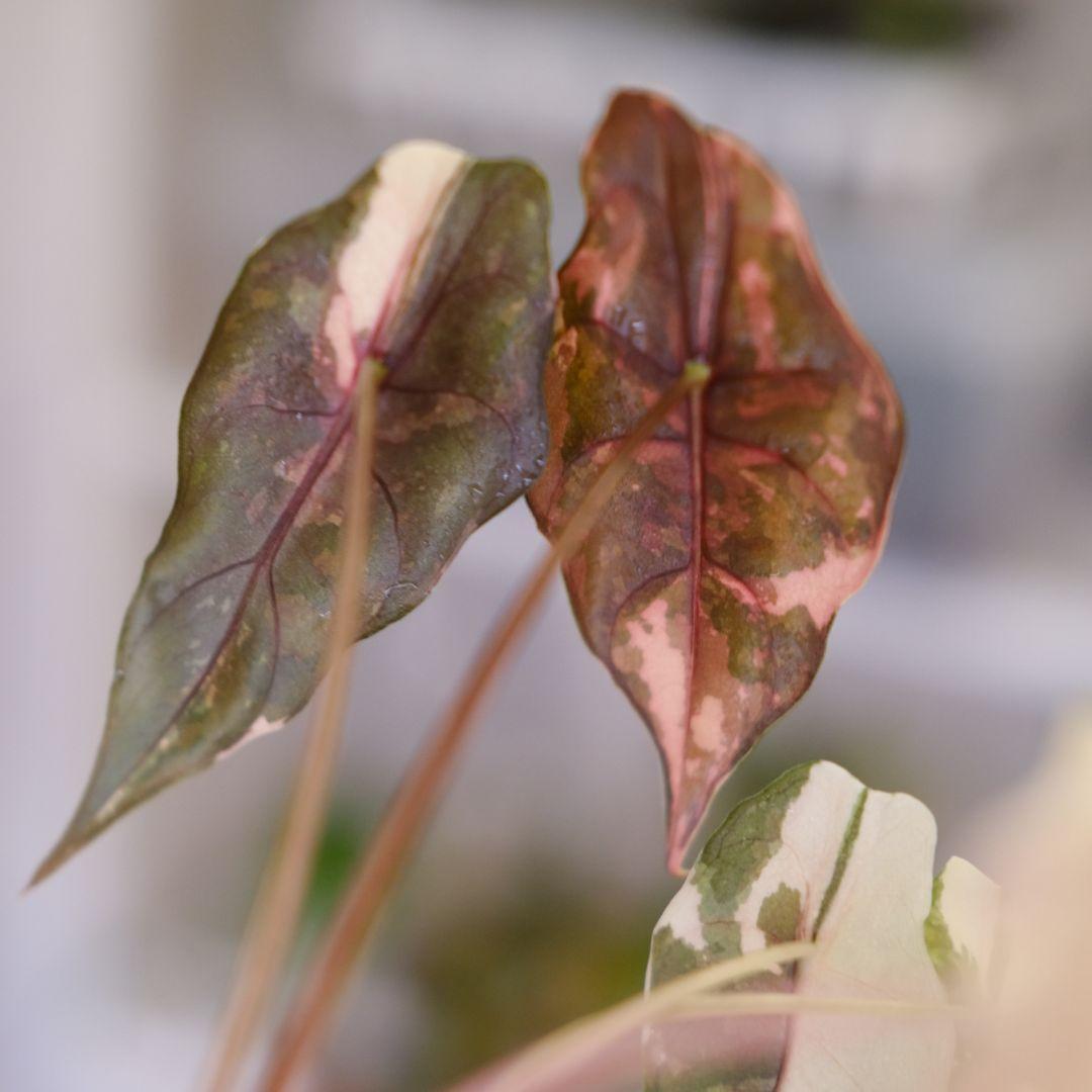 Alocasia chantrieri pink /アロカシア シャントリエリ③
