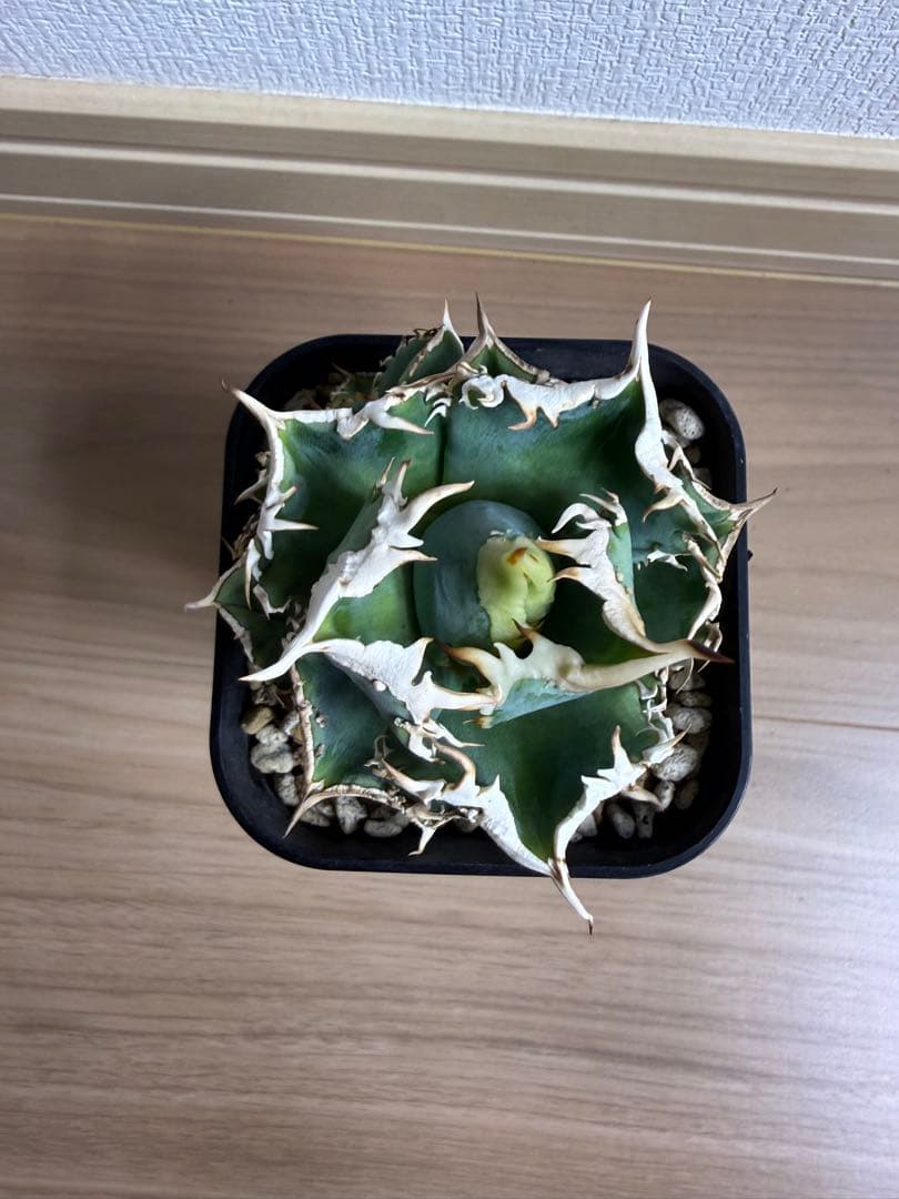 B*E様 【親株‼︎】アガベ 大白鯊 ホオジロザメ　子株4つ付き！