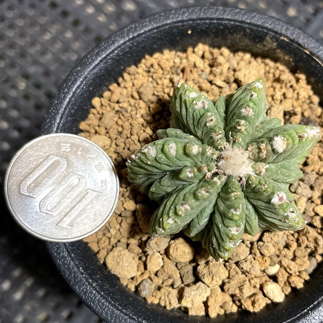 自家繁殖苗　花籠　自根　サボテン　多肉植物