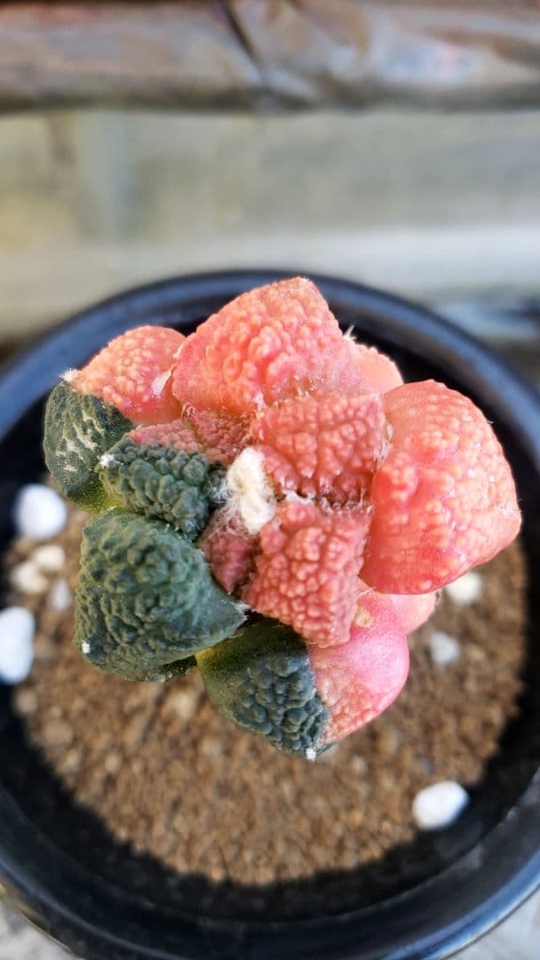 玉ゴジラ錦　(継ぎ接ぎ)　サボテン