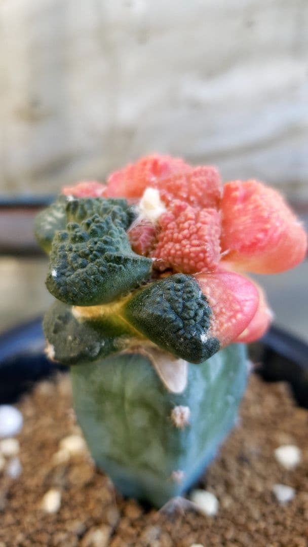 玉ゴジラ錦　(継ぎ接ぎ)　サボテン