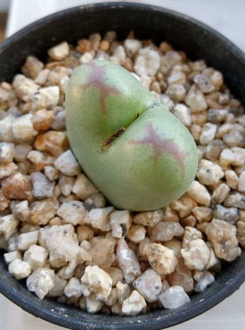 コノフィツム “Momowaremusume”