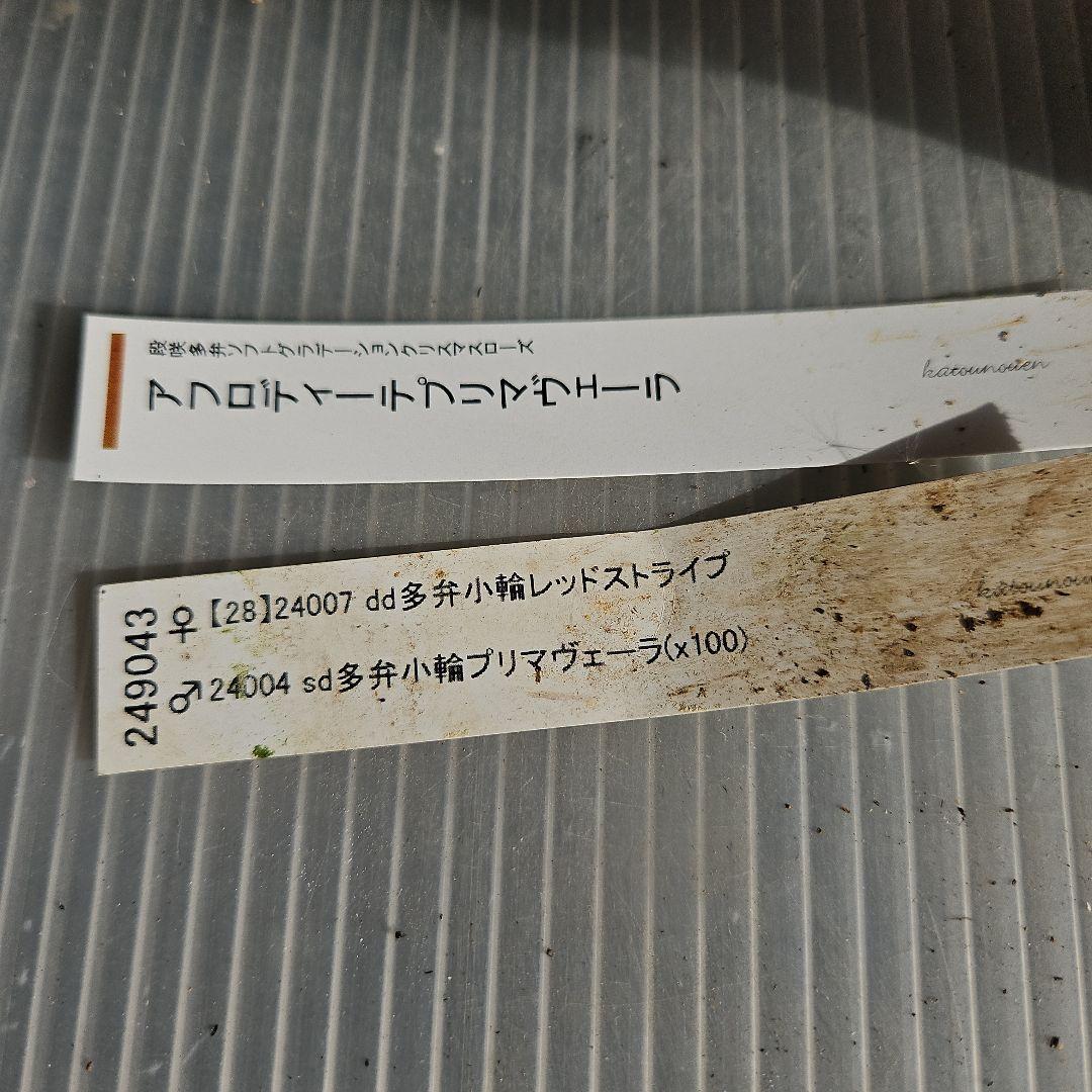 ㉖-226クリスマスローズ