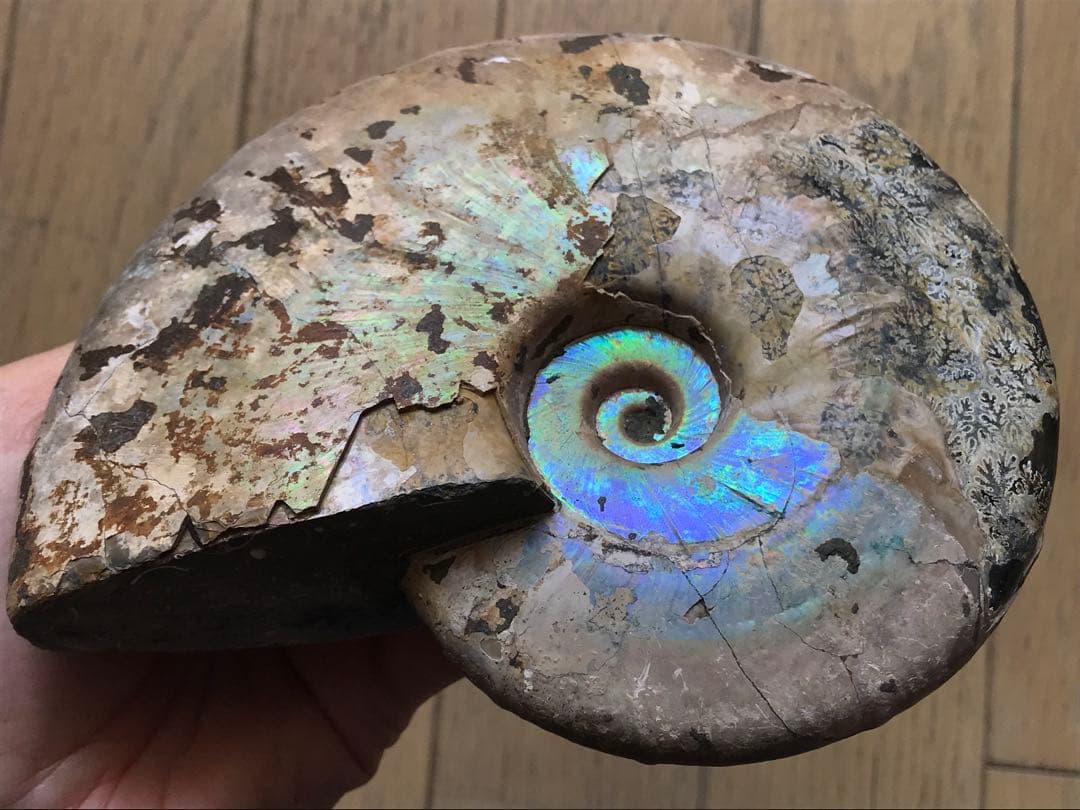 【わた】マダガスカル産　アンモナイト化石青（ビューダンティセラス）大サイズ