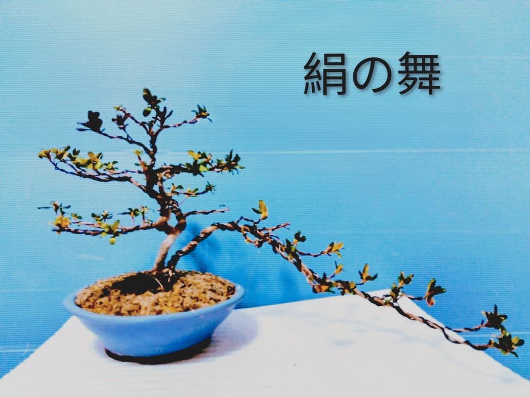 皐月盆栽 (絹の舞)　さつき盆栽　サツキ盆栽