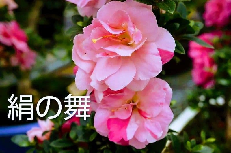 皐月盆栽 (絹の舞)　さつき盆栽　サツキ盆栽