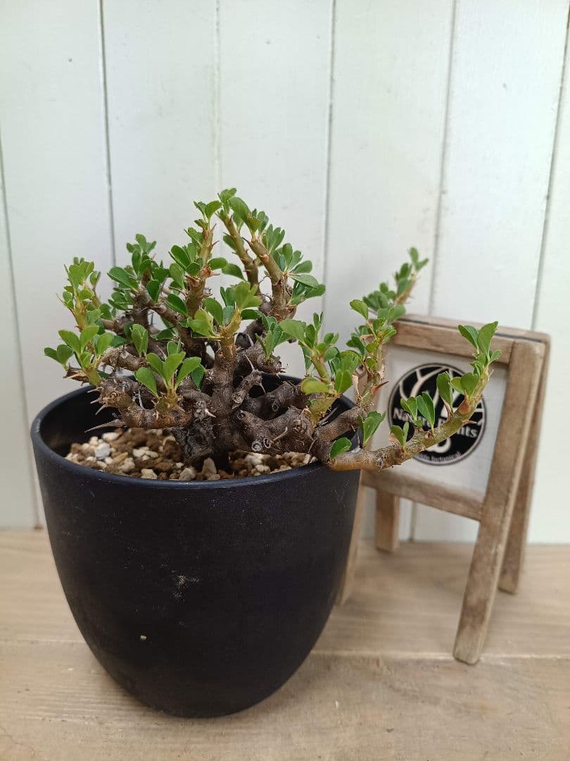 U031 厳選超美形展開株！サルコカウロン バンデリエティアエ現地球