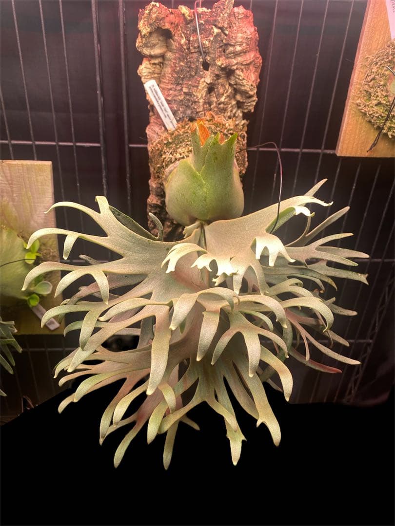 jade girl ジェイドガール親株バンダカ