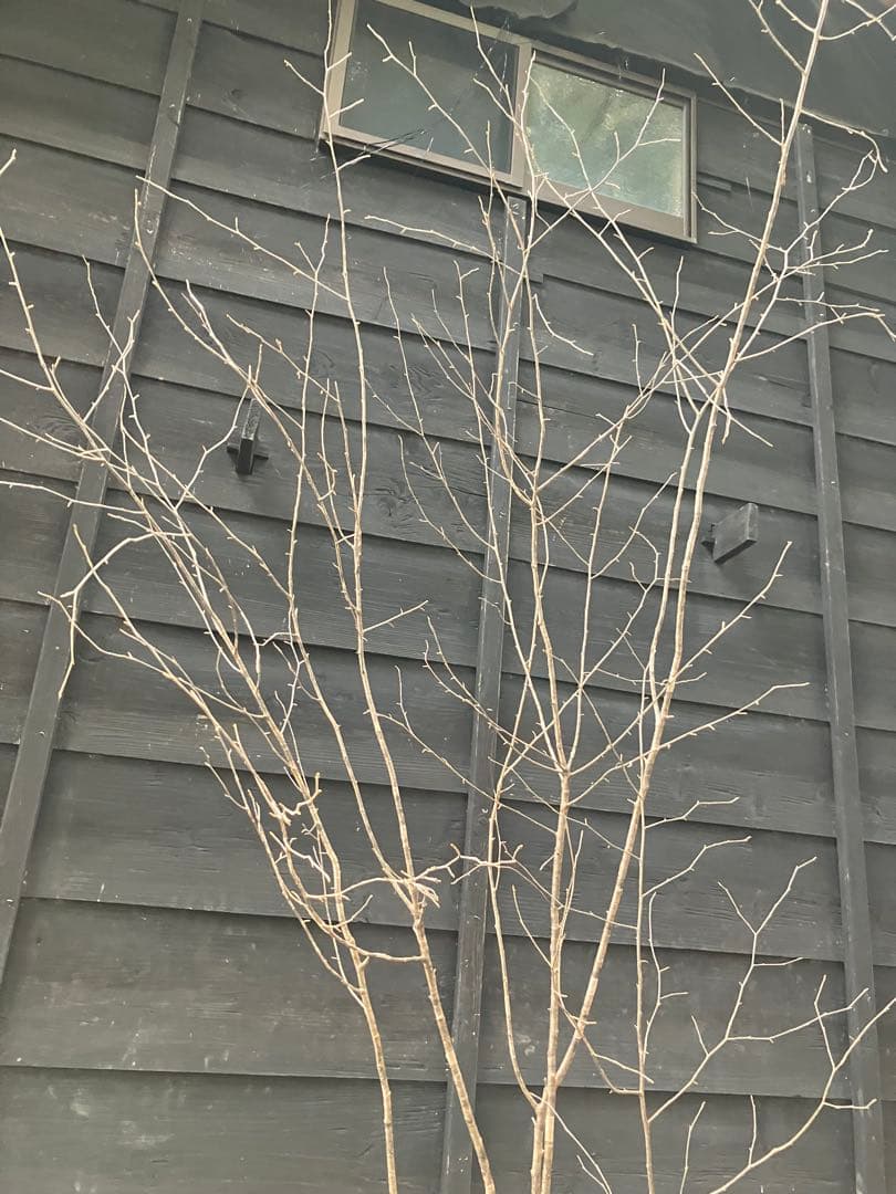 10 山採り　ヤマザクラ