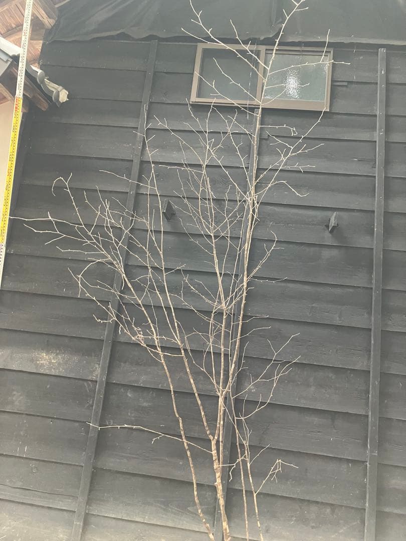 10 山採り　ヤマザクラ