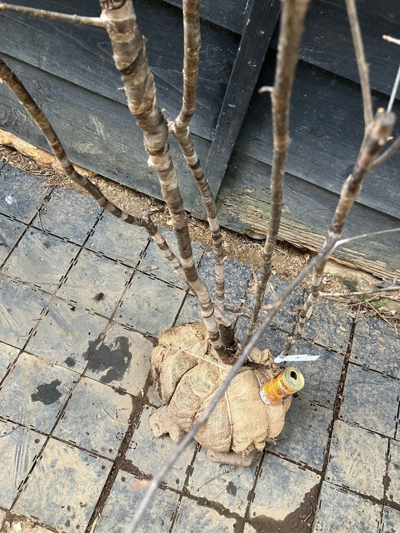 10 山採り　ヤマザクラ