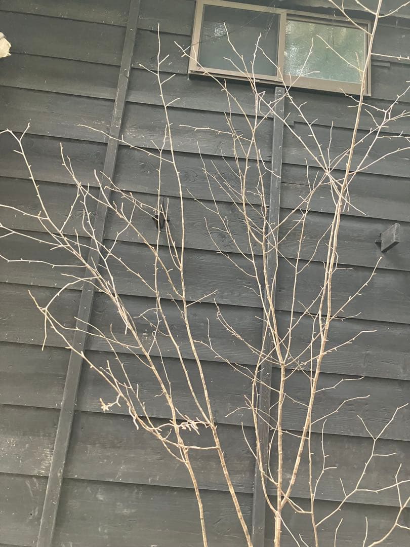 10 山採り　ヤマザクラ