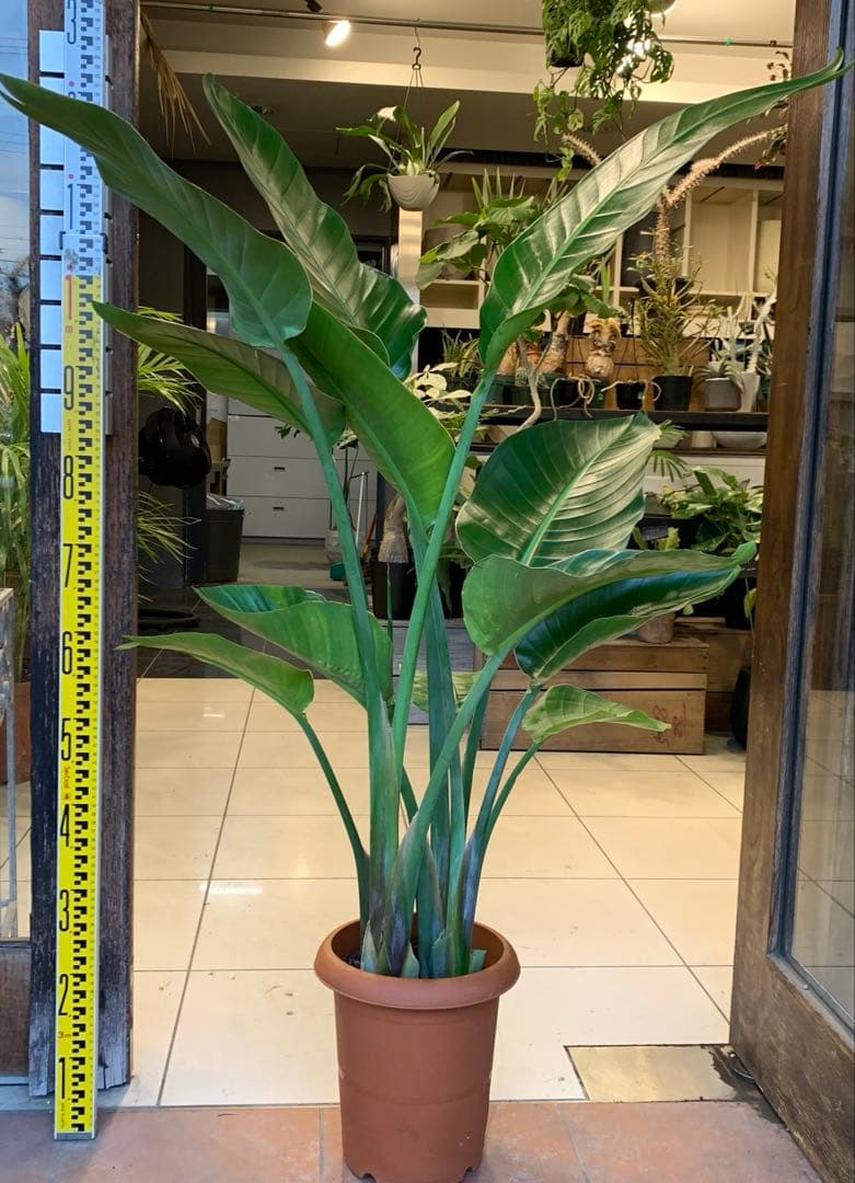 ストレリチア オーガスタ