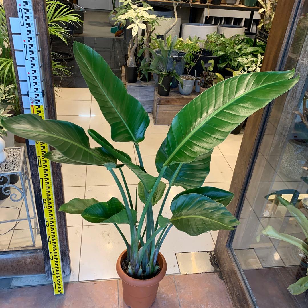 ストレリチア オーガスタ