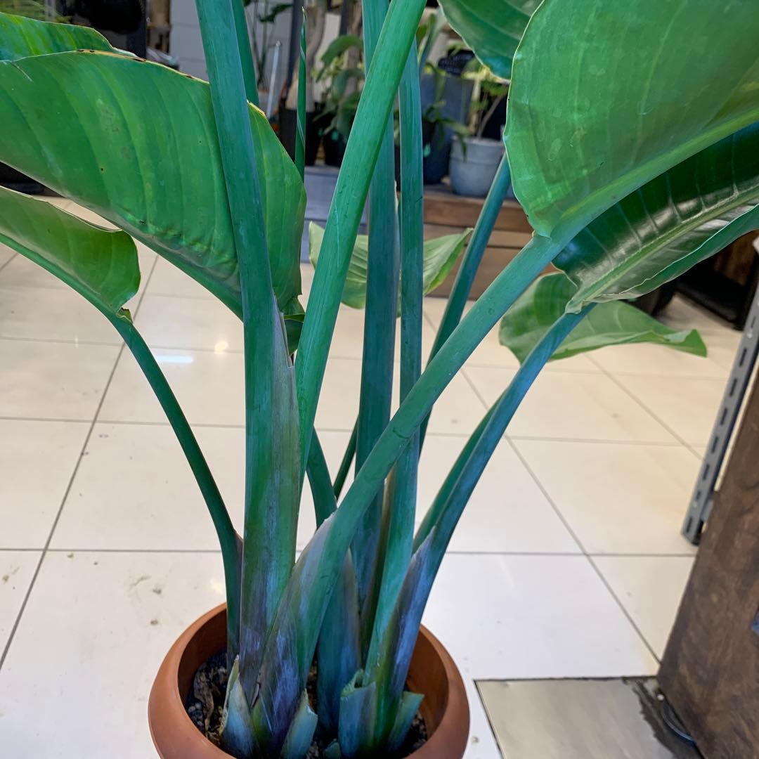 ストレリチア オーガスタ