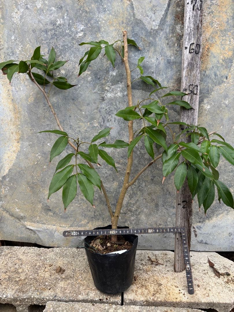 ライチ　玉荷包　取り木苗木　1株