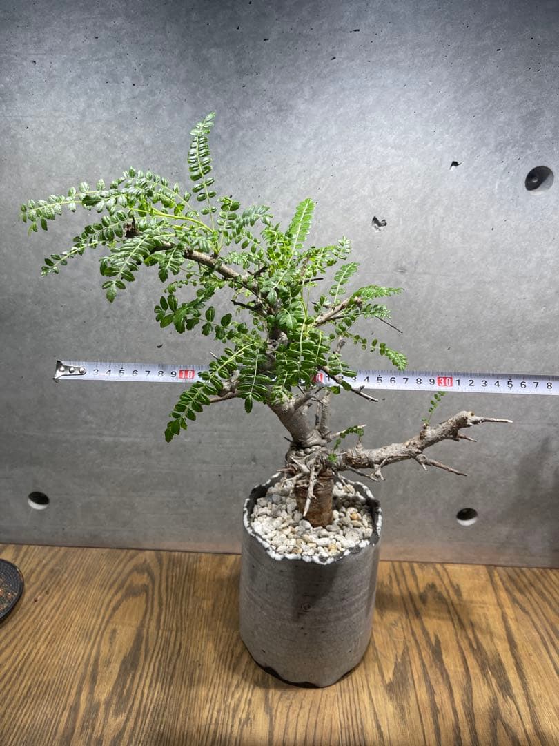 ボスウェリアネグレクタ　n/oh鉢　大株