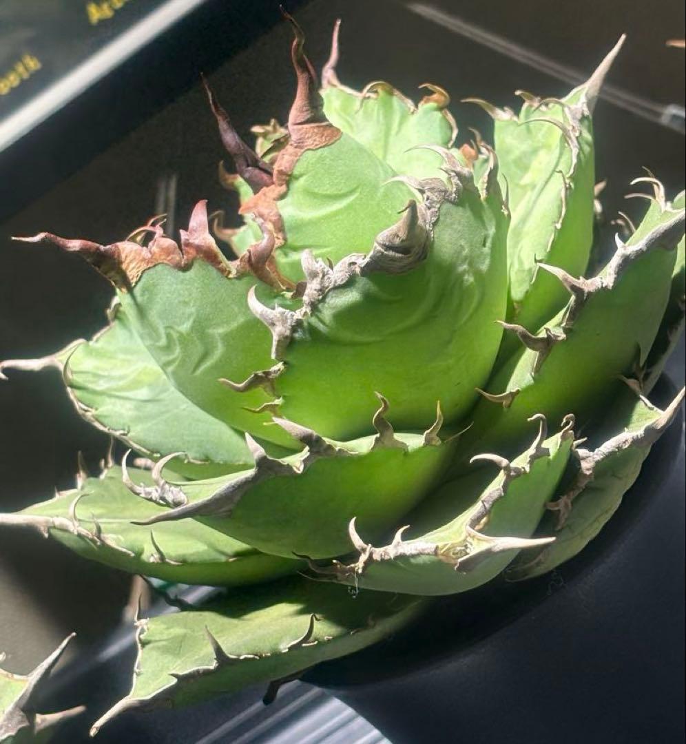 特選！アガベチタノタ牛魔王（極上株）S級血統高級品種super牛魔王大株激レア！