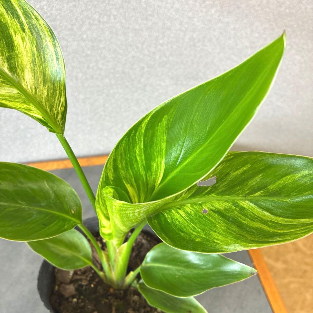 超希少❗️美斑❗️ストレリチア　オーガスタ　斑入り✨